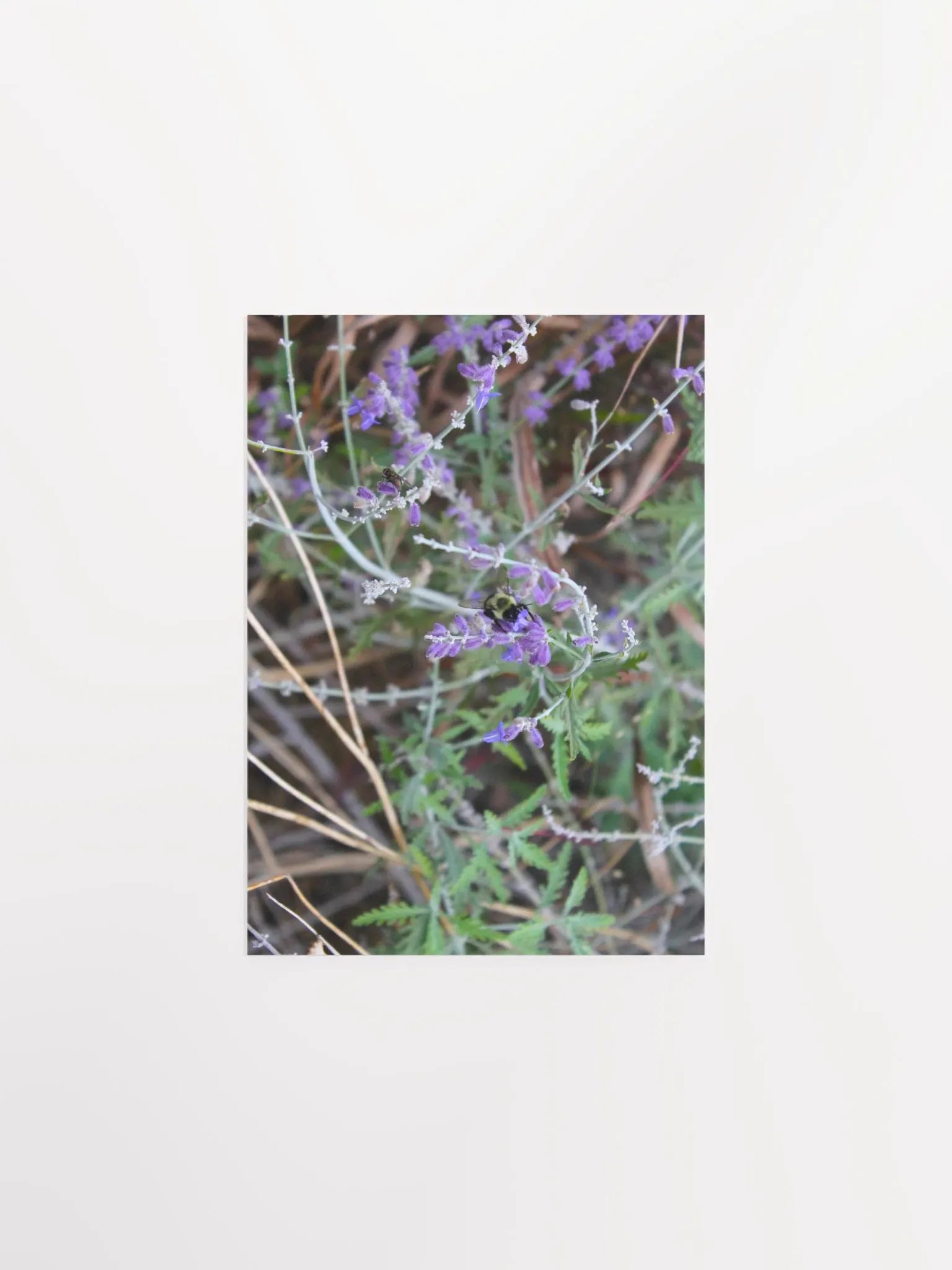 A Study in Flowers 4 product image (7)