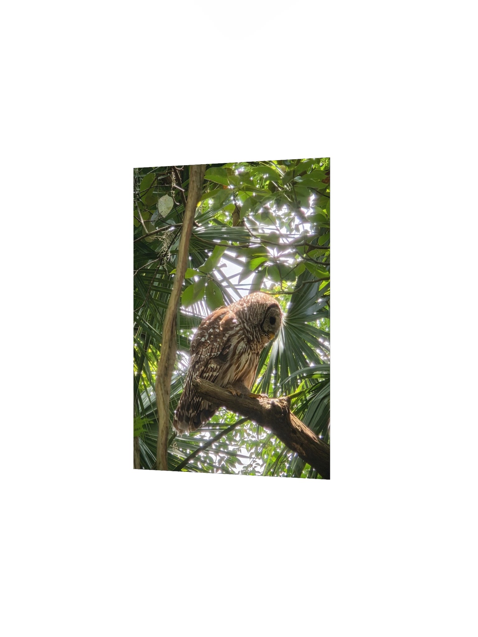 Side Barred Owl product image (9)