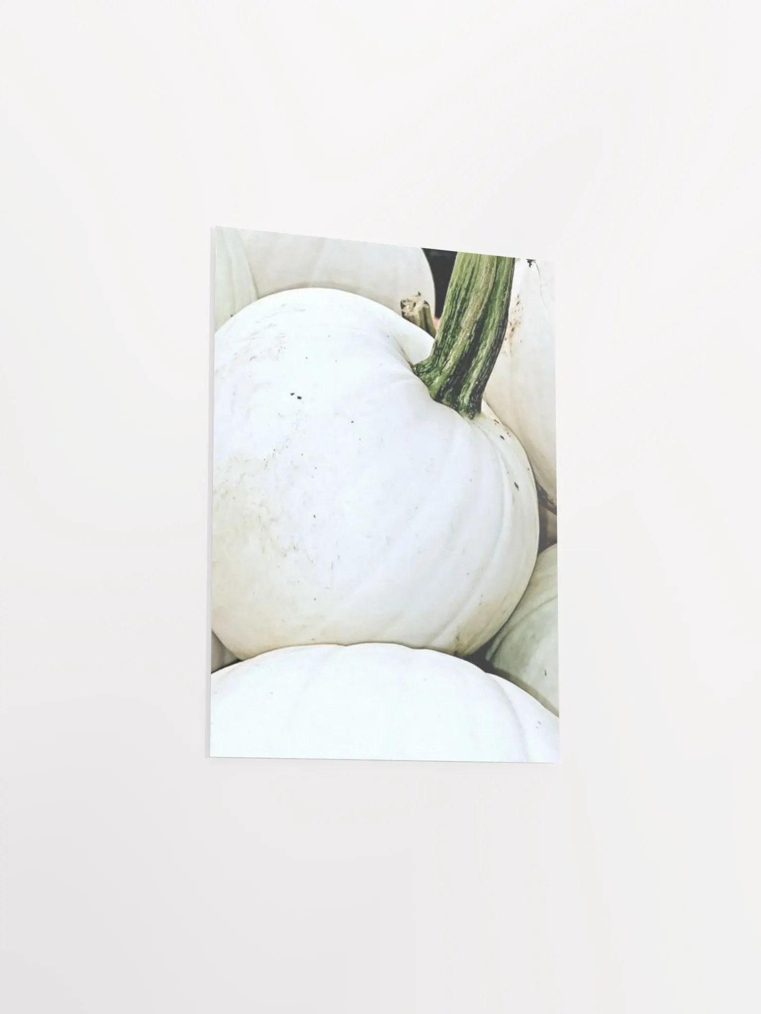 White Pumpkin product image (33)