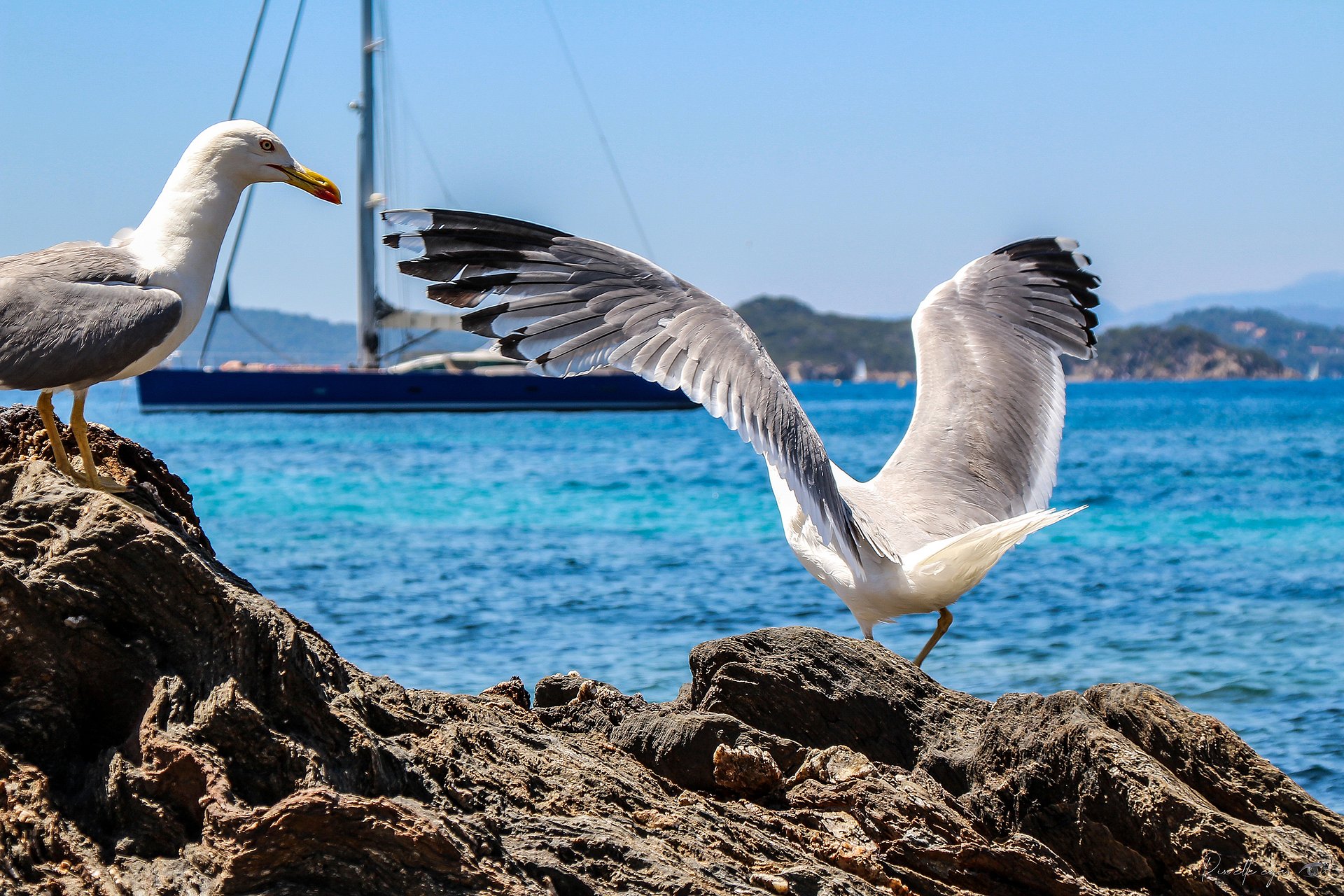 Fine Art – The Socially Awkward Seagull product image (1)