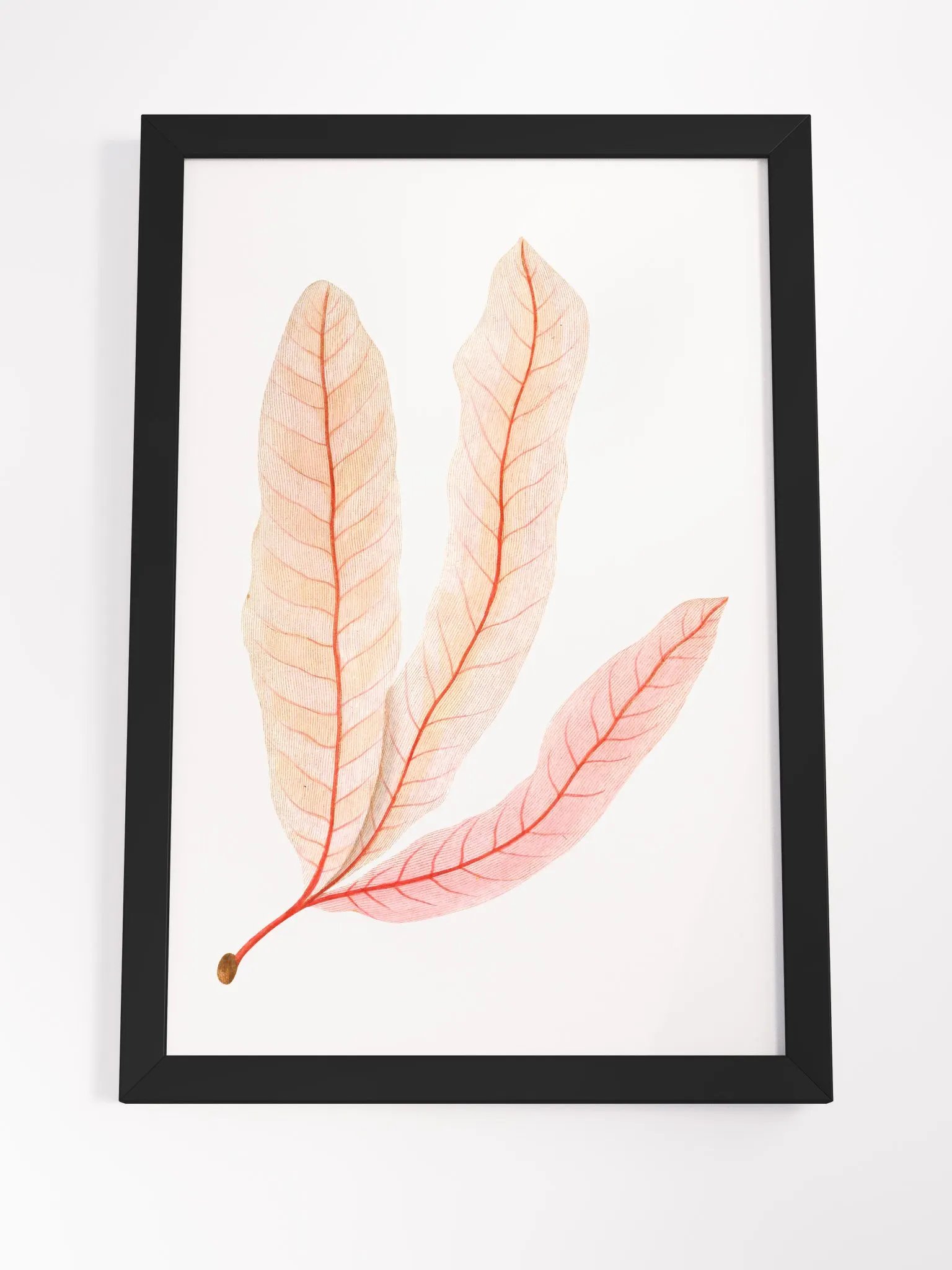 Ecotone Leaf Skeleton Framed Print product image (4)