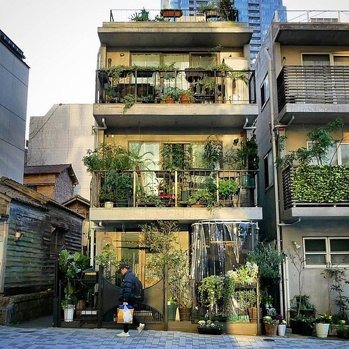 Sunlight reflects off of a tall building onto this house of a plant lover. Roppongi, Tokyo.

#japan #japanese #japanesehouse ...