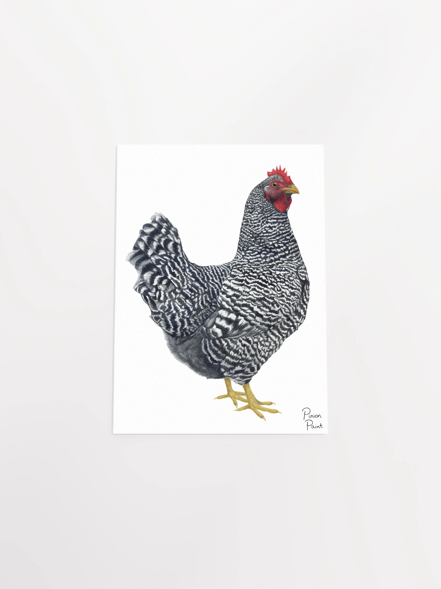 Plymouth Rock Chicken print product image (11)