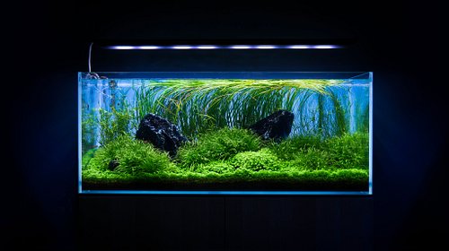 To the plant experts out there who know a lot about trimming and maintaining Cyperus Helferi I have a question!

Is there a s...