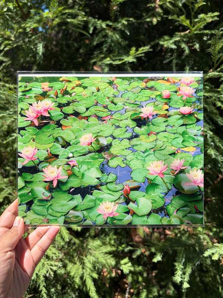 Water Lily Garden Print product image (1)