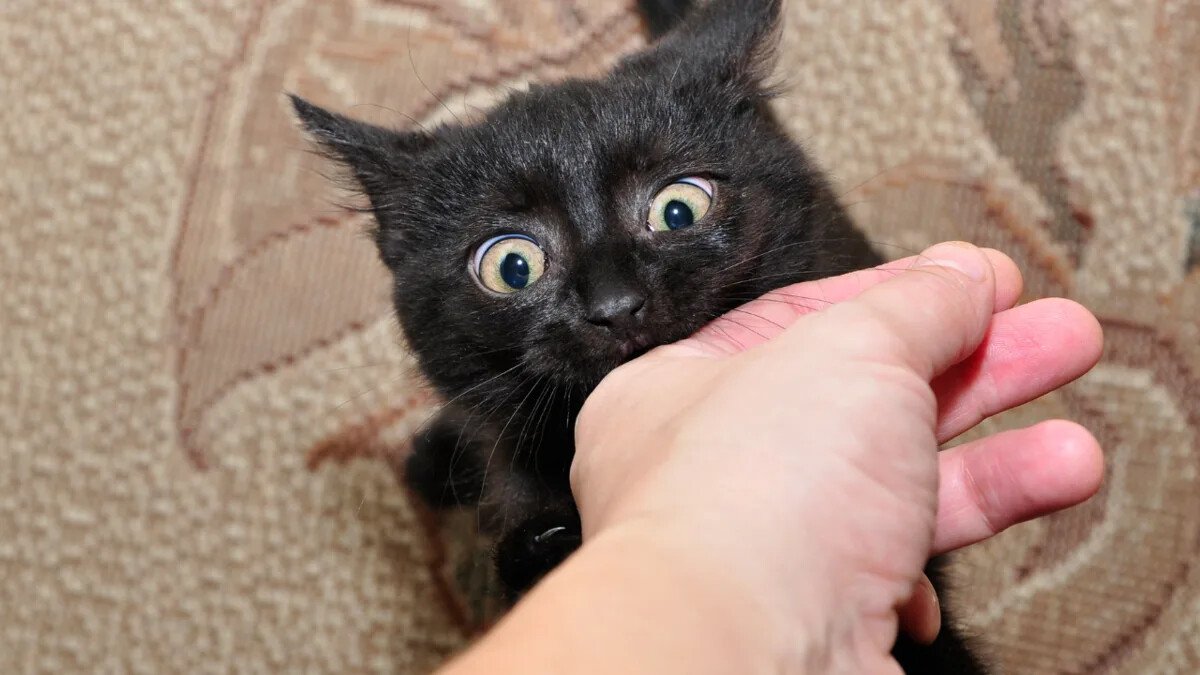 Feline FIP Consultation — Independent Written Review (PDF in 24h) product image (1)