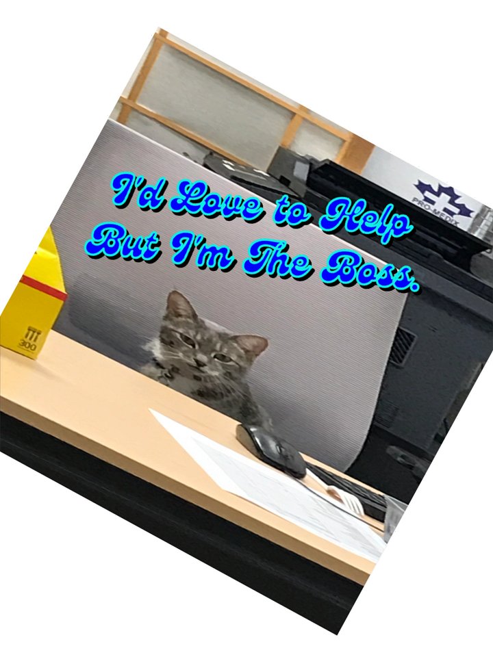 Boss Cat Kiss Cut Stickers product image (6)