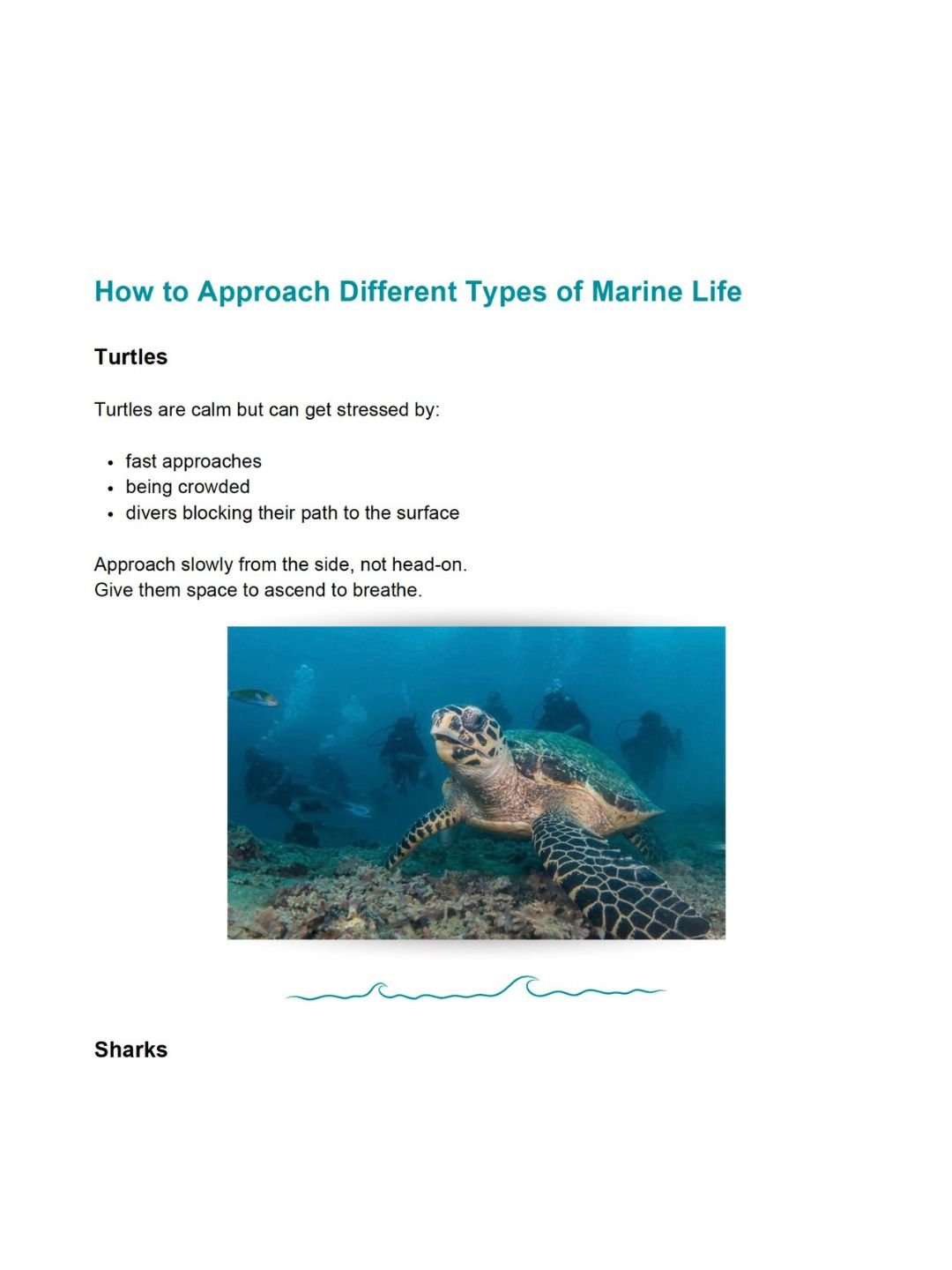 Ultimate Scuba Diving Tips – 100 Essential Tips to Dive Better, Safer, and More Confidently product image (7)
