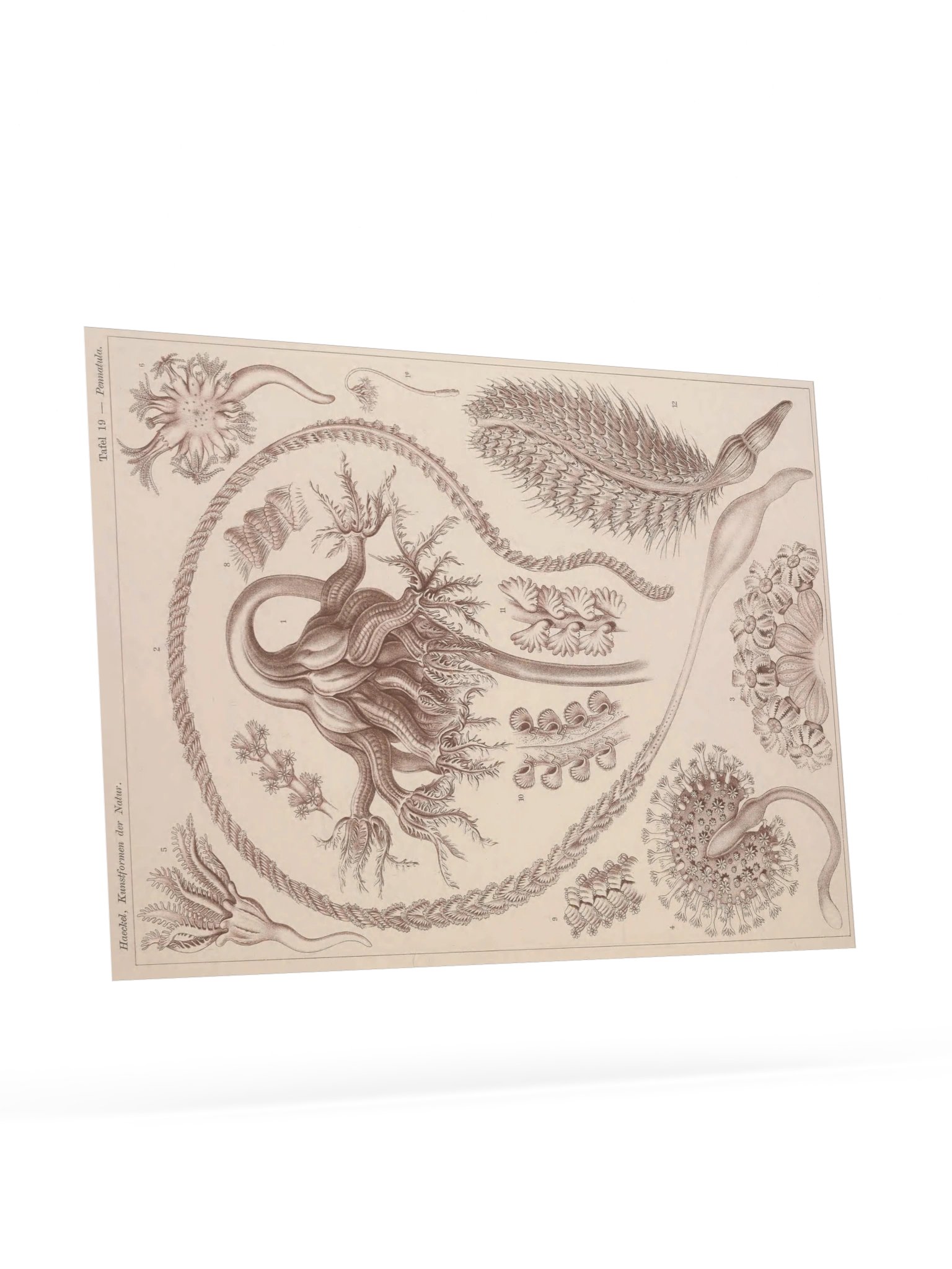 Pennatulida, Plate 19 – Haeckel Poster product image (9)