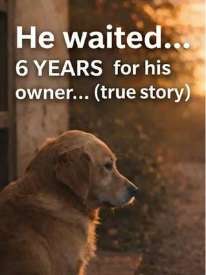 He waited in the same place… every single day. For 6 years. 💔🐶 Some dogs don’t just love you… they never stop waiting. Would your dog do this? 🥺👇#foryoupagee #dogmom #goldenmom #us #usatiktok🇺🇸 #dogsoftiktokviral🐶🦮 #foryoupage❤️❤️ #usedmobile1 #goldenlove #dogloverforever #viralvideotiktok #retrieverlife #dog #golde #goldendoodlepuppy #goldenmilk #goldendoodle #dogmoms #dogsofinstagram