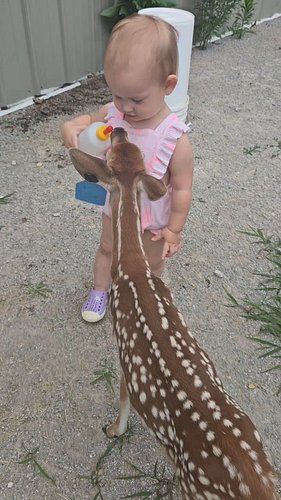 Feeding time for the little ones! Ridley's mastering the art of the bottle (for the deer, that is 😉). So proud of this little...