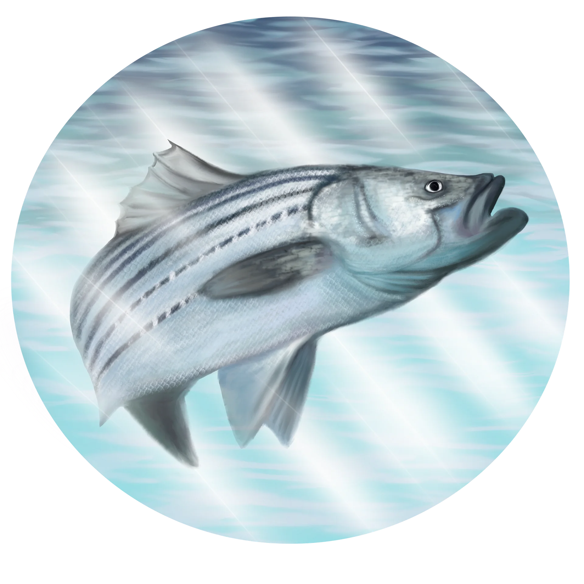 Sea Bass Sticker product image (1)