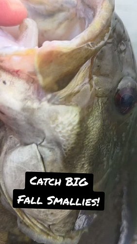 3 Baits to Catch Fall Smallmouth Bass September & October