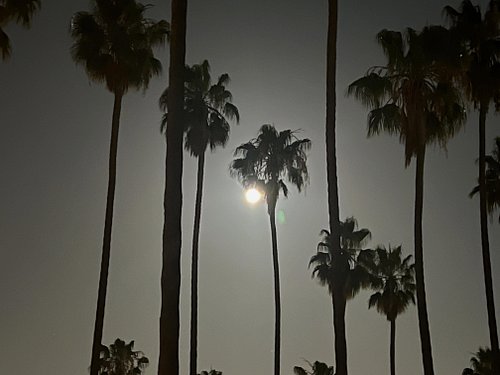 Full moon through the palm trees. Good night May, good morning June. #lalife