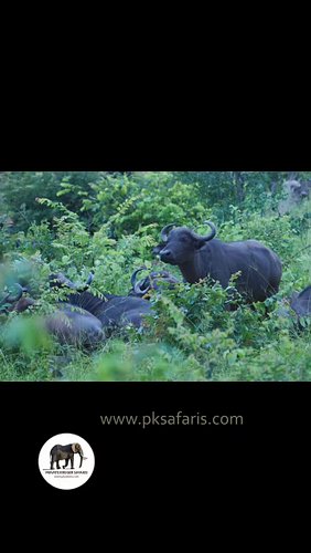 19 - 20 Jan 2026 Safari Moments 

#krugernationalpark #wildlife #privatetours #privateguidedsafari #skukuza