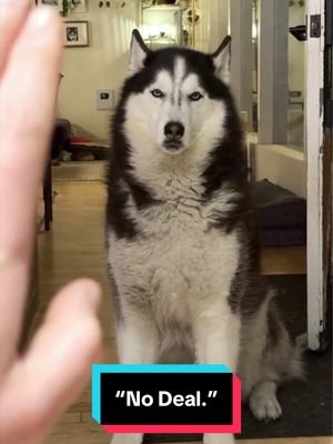 Like all Huskies, he too is a master negotiator. 🐺😒🙄 #siberianderpskies #husky #siberianhusky #dogsoftiktok #huskiesoftiktok 