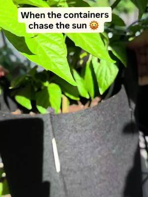 When the containers chase the sun 🌞