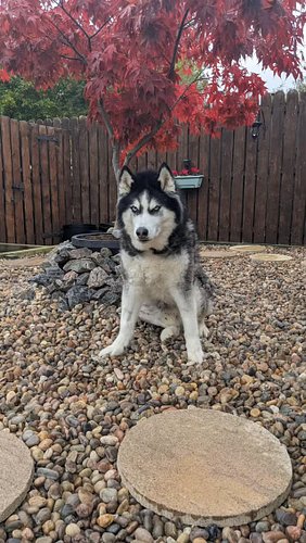 Happy 10th birthday to my best bud #Husky Nova! 🐺❤️