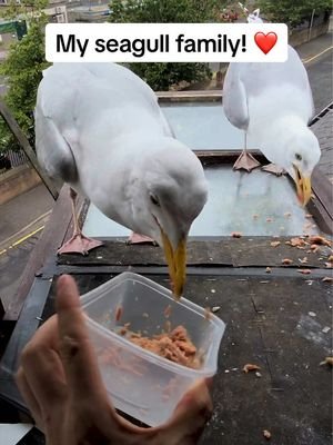 When this baby learns to hop up on the window too things are gonna be interesting…. ❤️ #fyp #foryou #seagull #birds #feedingsteven