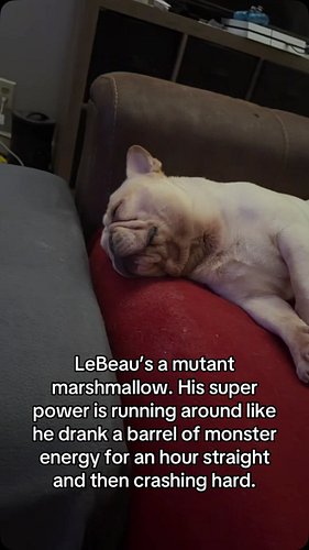 LeBeau is the Mutant Marshmallow! #frenchie #frenchiesofinstagram #dog #dogdad #xmen