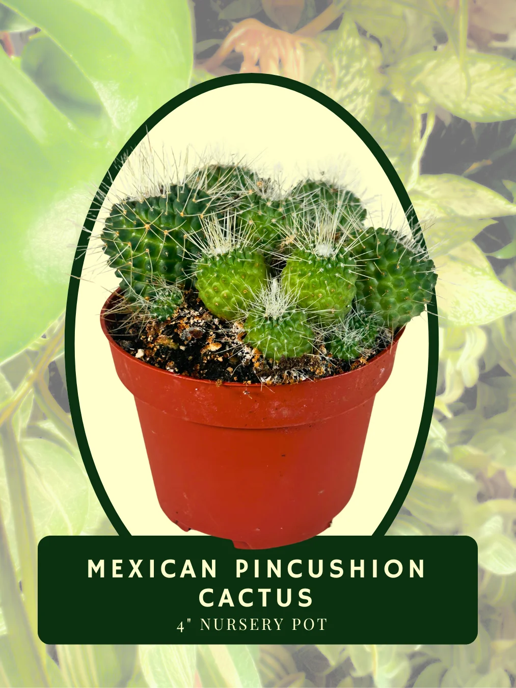 Mexican Pincushion Cactus (Mammillaria magnimamma) product image (1)