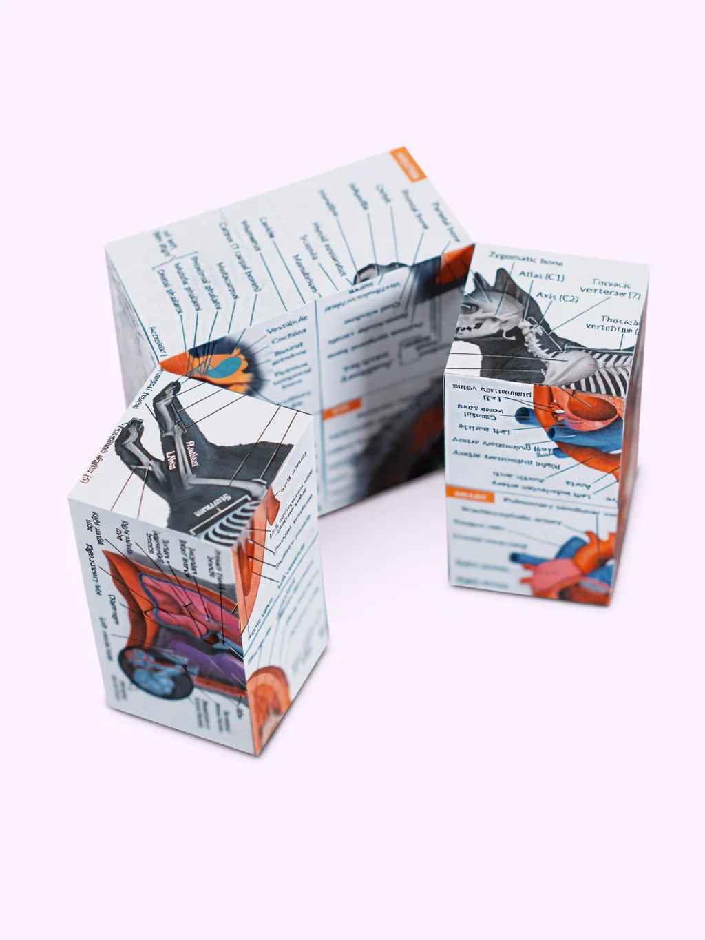 Anatomy Study Cubes (Feline & Human) product image (1)