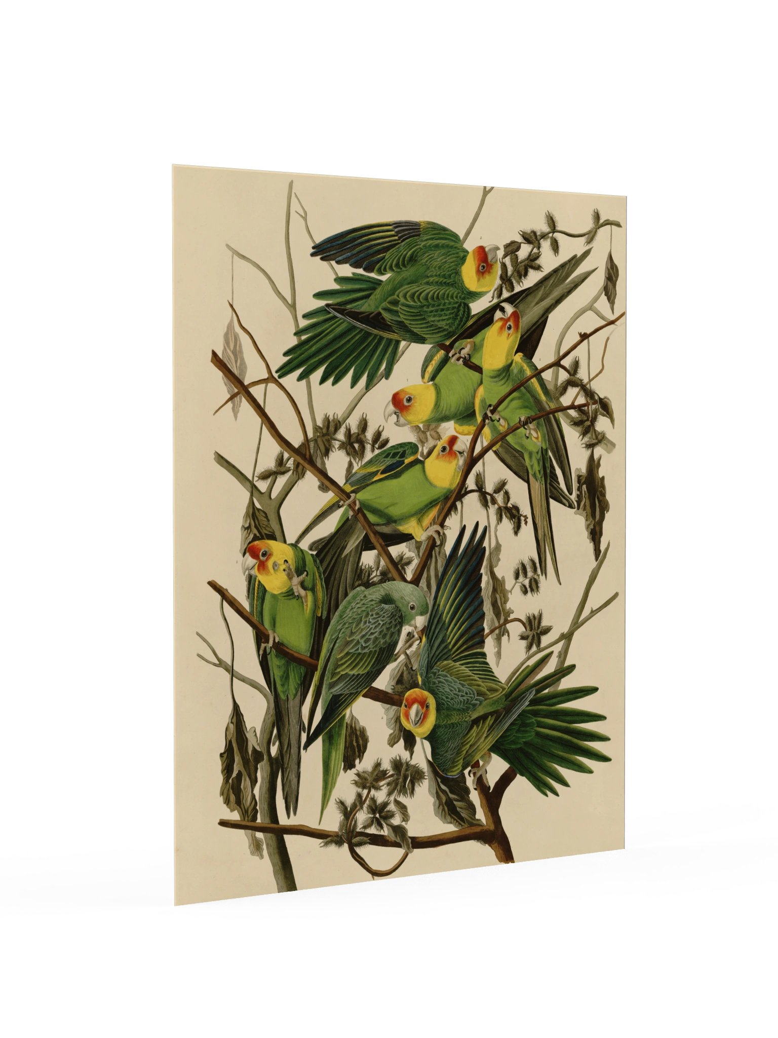 Carolina Parrot, Plate 26 – Audubon Poster product image (2)