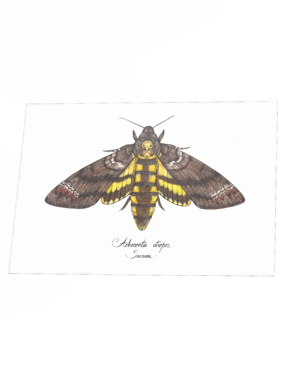 Acherontia Atropos • Print product image (2)