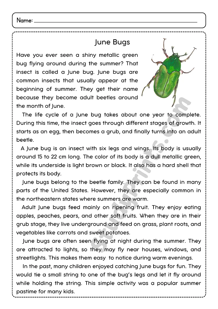 June Bugs Reading Comprehension Passage and Questions | Printable PDF product image (2)