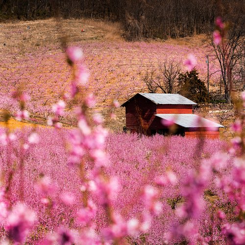 Peach Blossoms 🌸 | Crozet VA