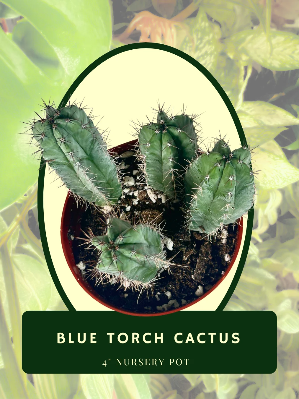 Blue Torch Cactus / Blue Columnar Cactus product image (2)