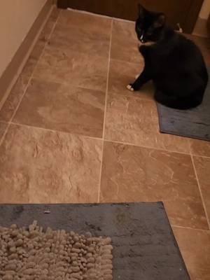 Serra is apparently jealous of Savatar getting pets xD If any cat behaviorists could help explain? #pets #mtgpets #savatar #jealousy? 