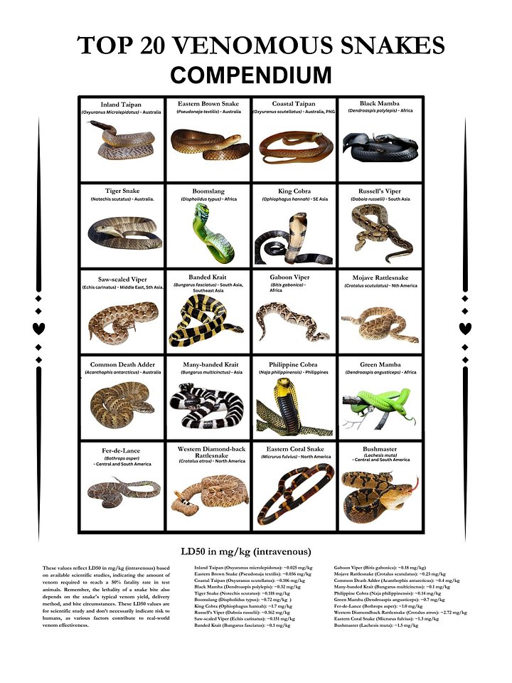 Top 20 of the most venomous Snakes Worldwide product image (1)