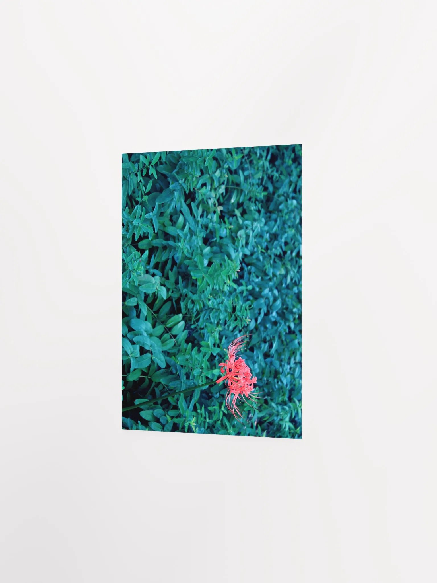 A Study in Flowers 10 product image (19)