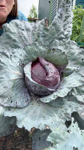 This #harvest includes THE biggest cabbage I have ever grown and carrots, zucchini, cucumbers, ground cherries, potatoes, ras...