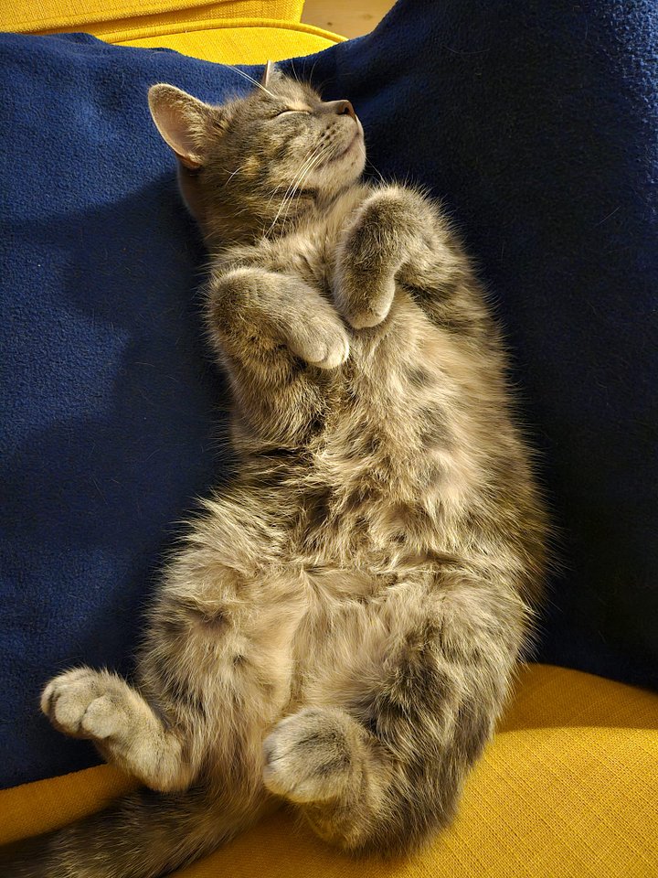 Terkel Curled up - Cute Style product image (1)