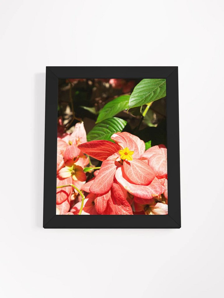Mussaenda plant - Framed art print product image (1)