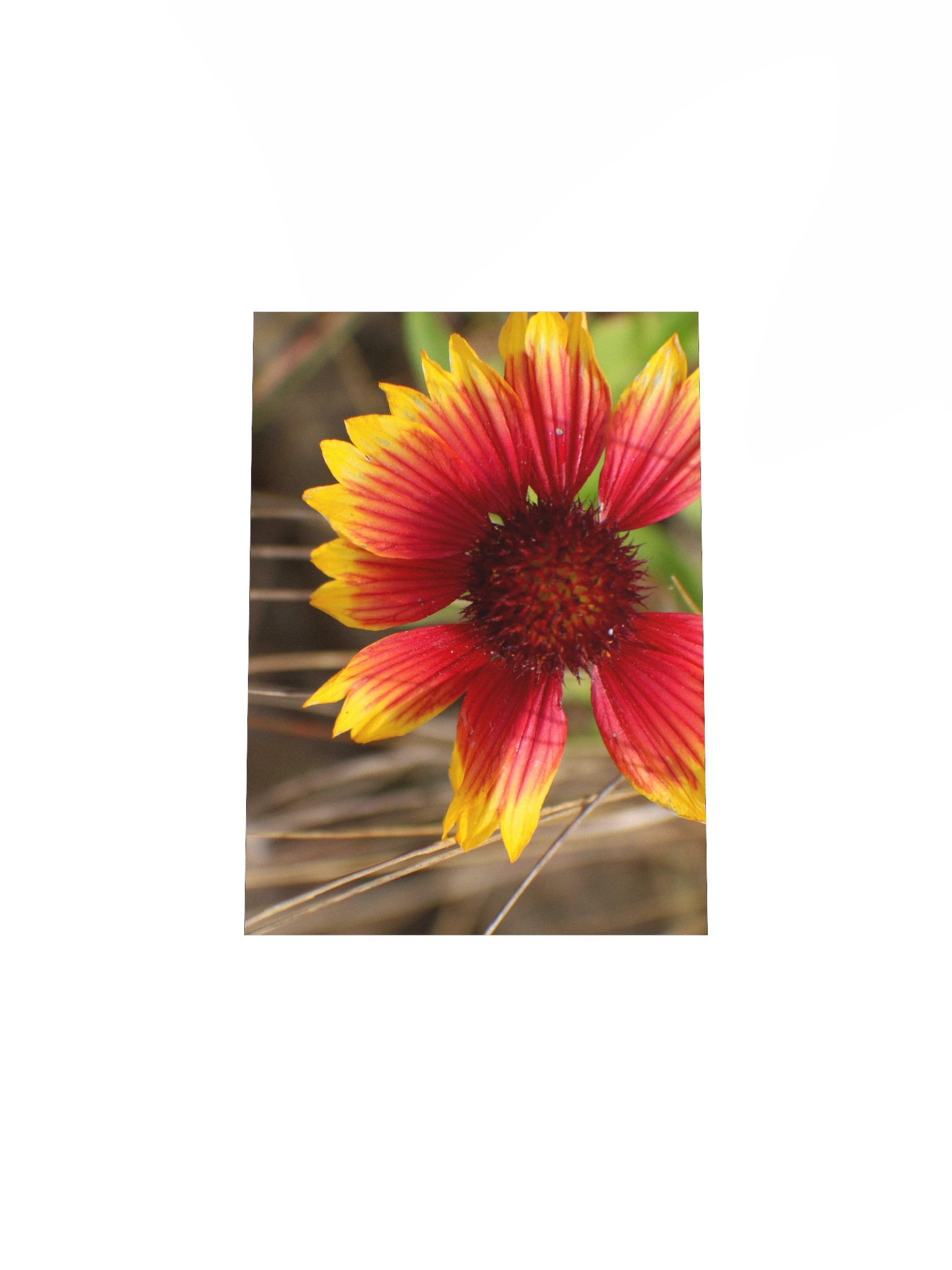 Flower in the Wind product image (22)