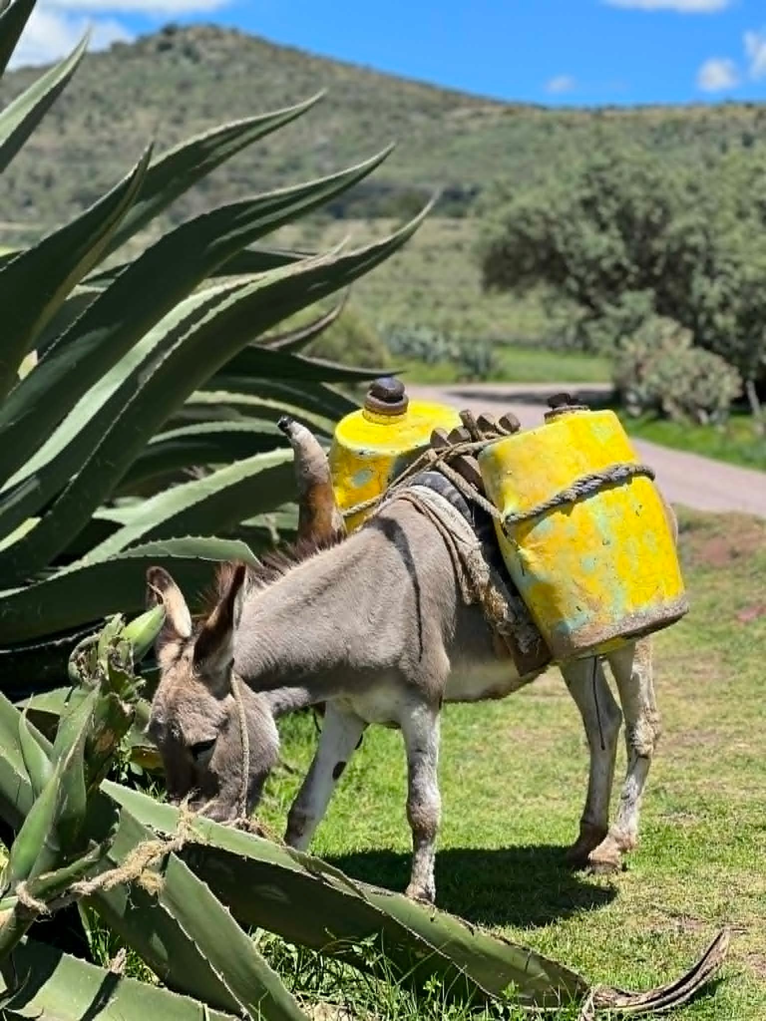 PAQUETE 3 - RUTA DEL PULQUE + SANTUARIO DE LAS LUCIÉRNAGAS ✨🌙 ( 1 DIA ) product image (7)