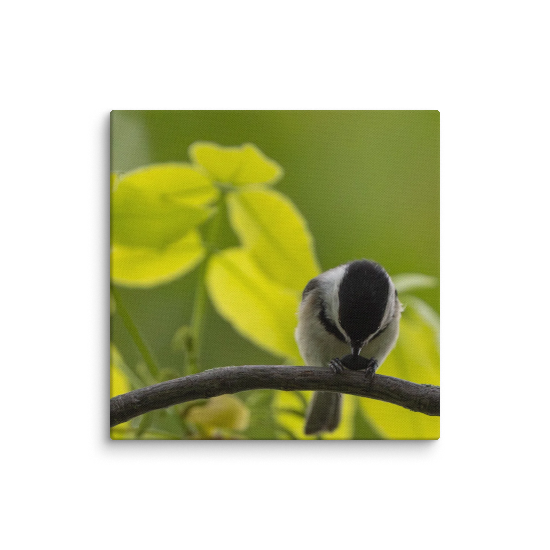 Chickadee with Seed product image (22)