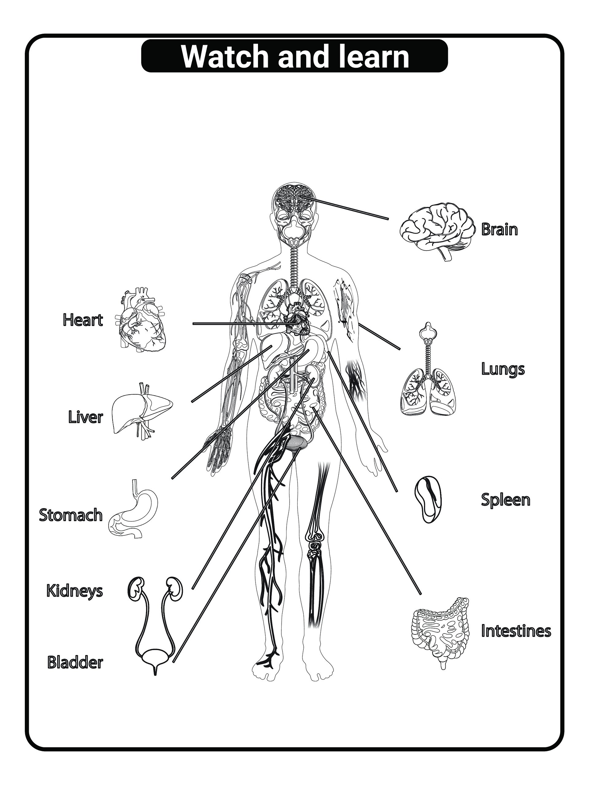 Printable Human Anatomy Coloring Book (PDF) product image (2)