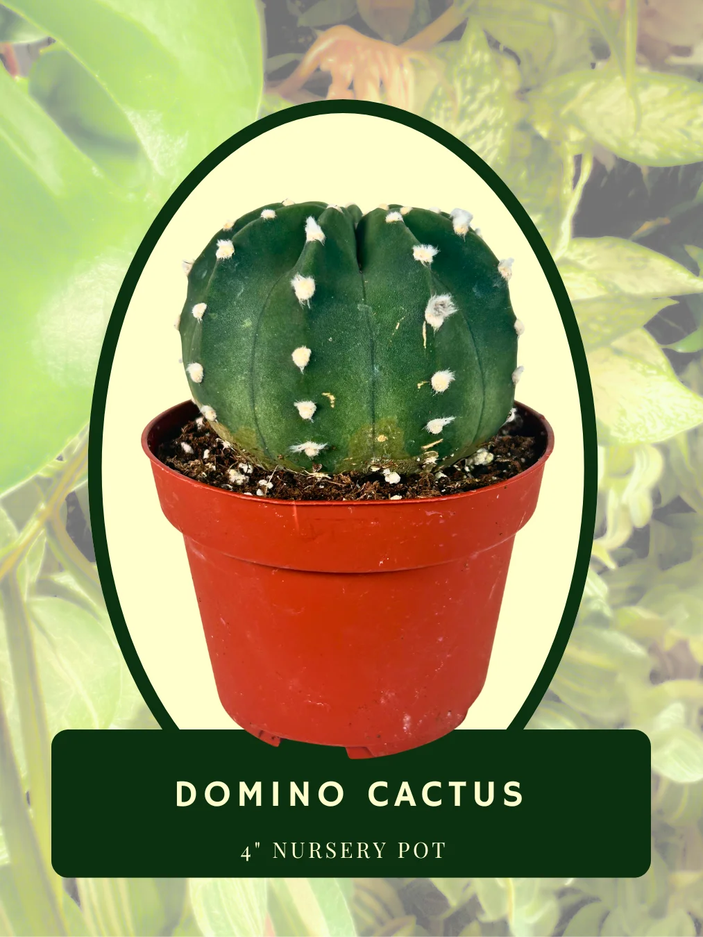 Domino Cactus product image (1)