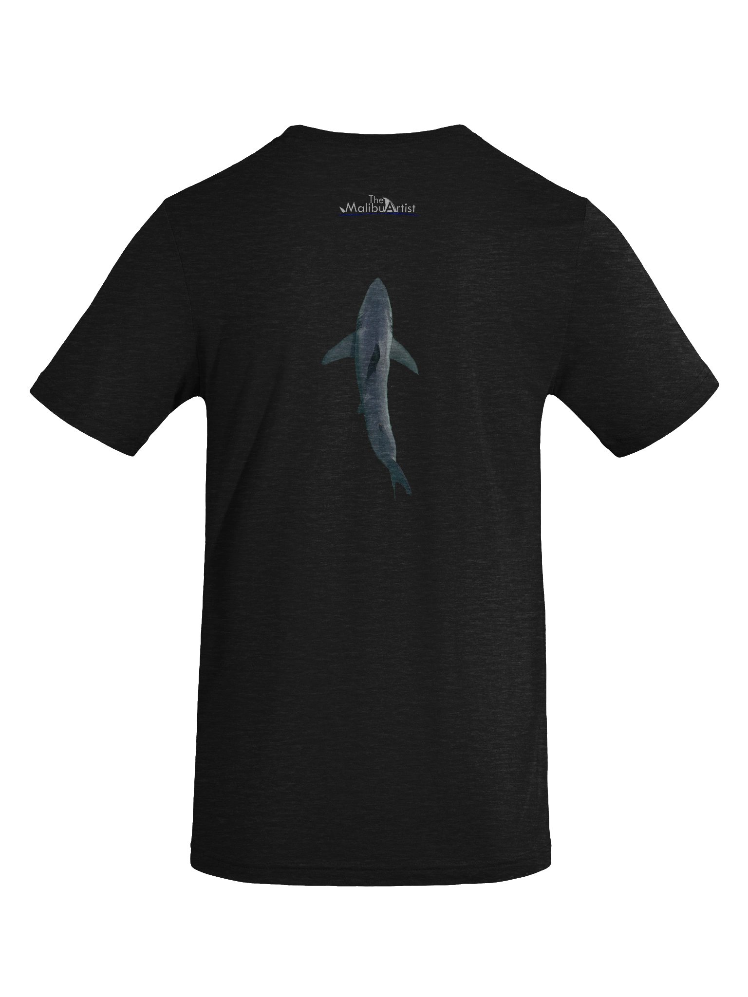 Carcharodon carcharias. product image (10)