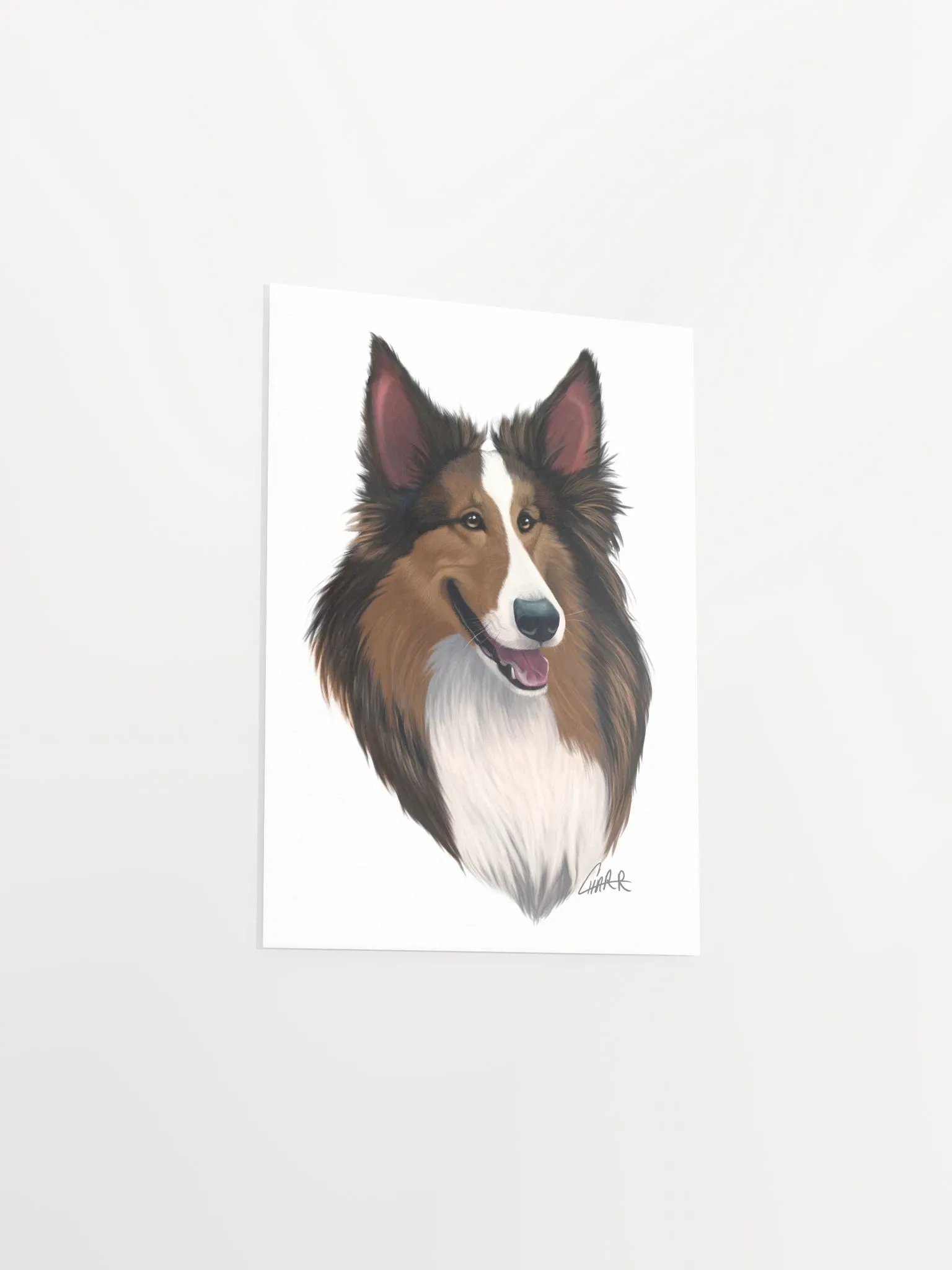 Dog Breeds: Shetland Sheepdog Print product image (5)