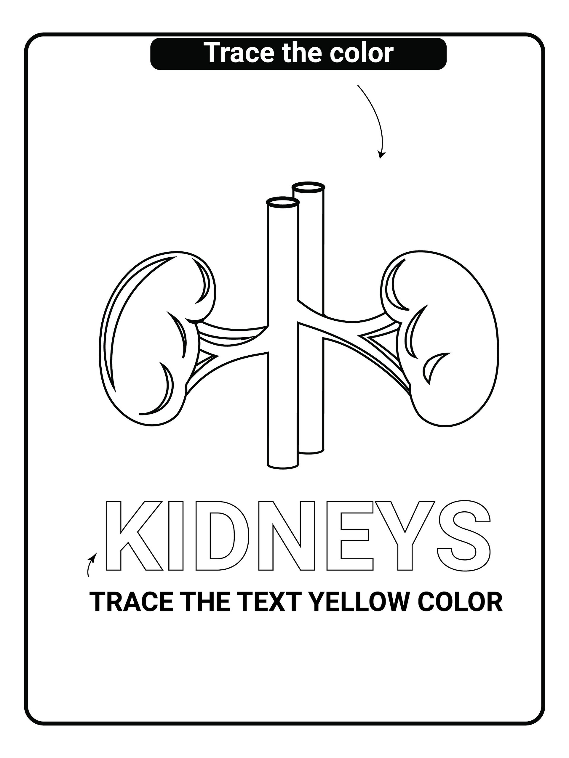 Printable Human Anatomy Coloring Book (PDF) product image (4)