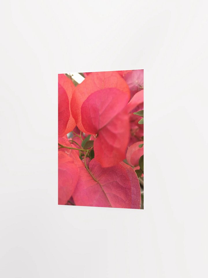 Close- up of Bougainvillea shrub product image (3)