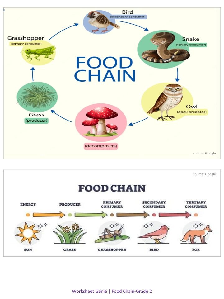 Food Chain Pack - Comprehensive 2nd Grade Science Unit product image (2)