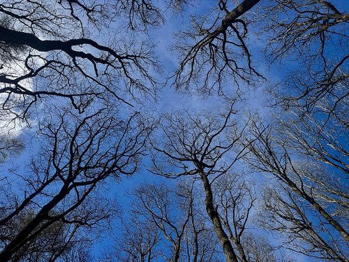 A reminder to get some fresh air 🖤🌲
#walks #outdoors #trees #nature #freshair