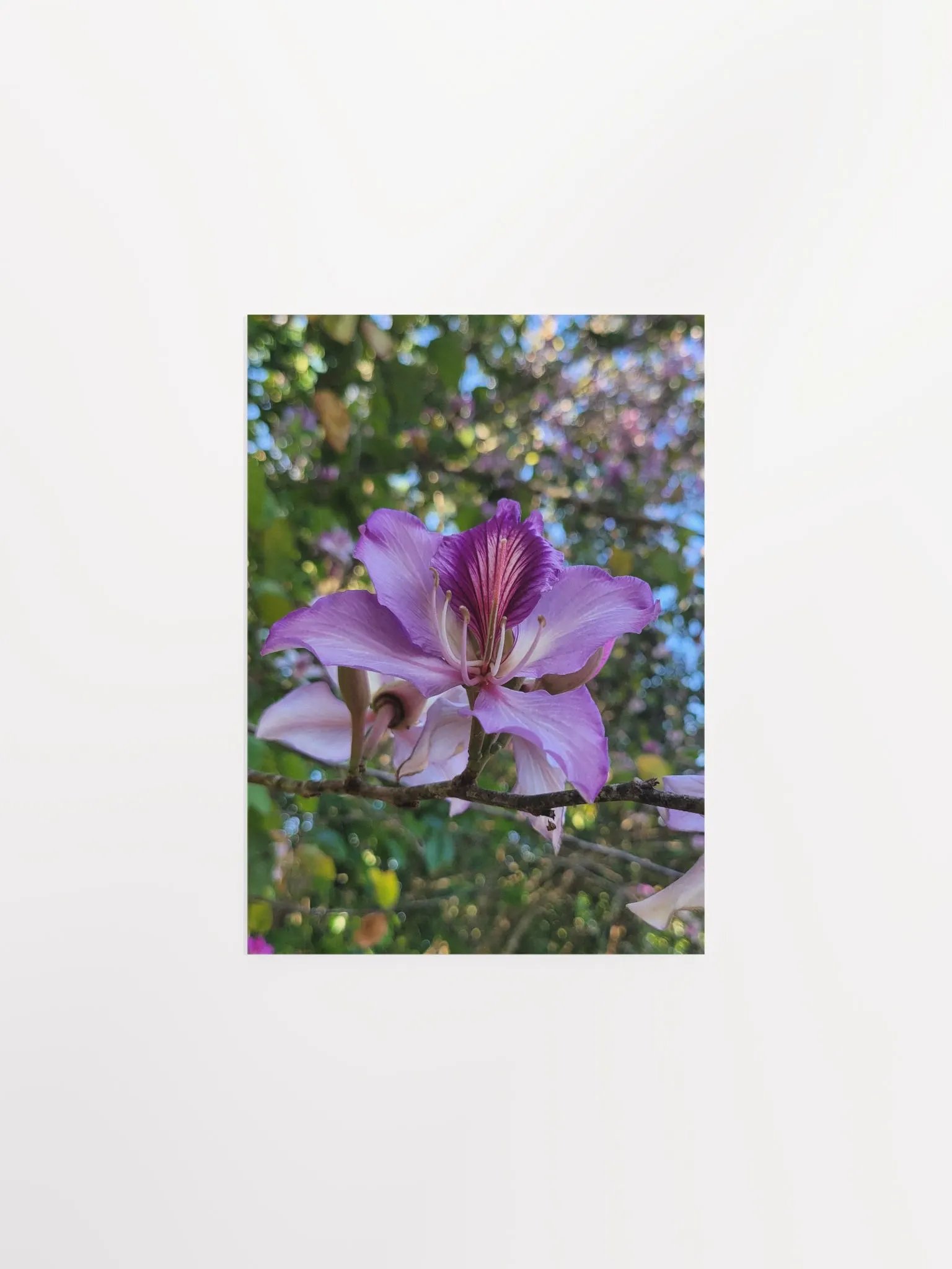 Orchid Tree product image (4)