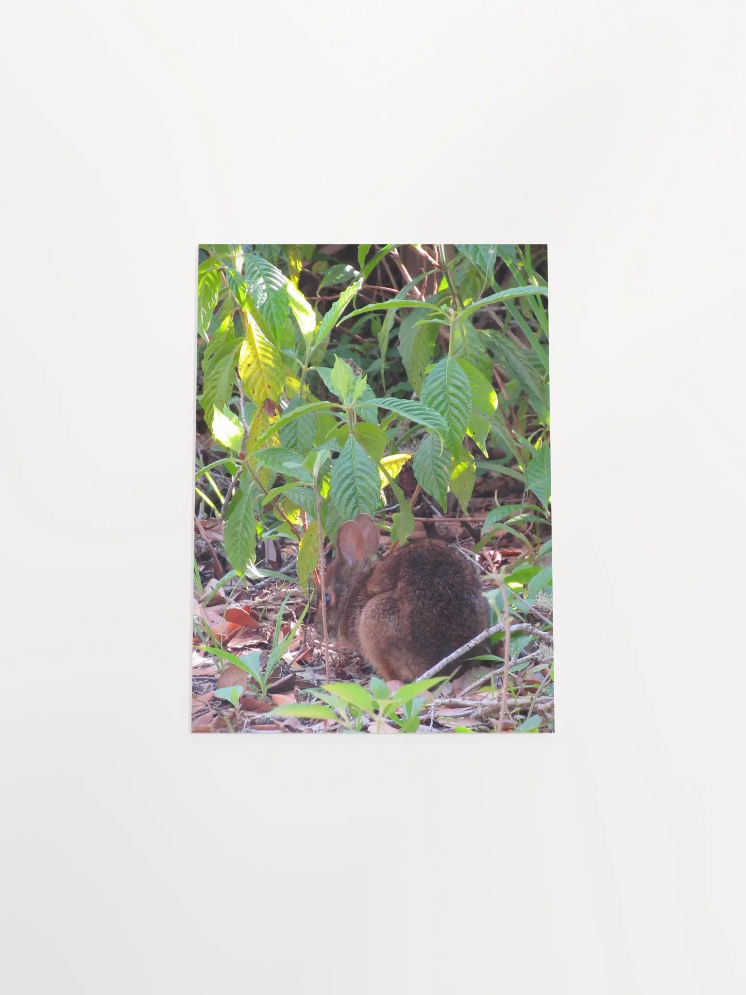 Marsh Rabbit product image (53)